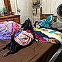 Cardi joined the competition — help win amazing prizes! dog, bed, blanket, dress, indoor, furniture, fan, brown_bedspread, colorful_blankets, wooden_dresser, clothing, pet, sleeping_area, household_items, mirror, door, shelf, shoes, fan_blades, relaxed