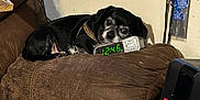 Cardi joined the competition — help win amazing prizes! dog, black_dog, couch, digital_clock, indoor, resting, pet, brown_couch, old_furniture, window, wall, cozy, relaxed, animal, living_room, time_display, clock, face, sleepy, domestic