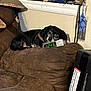 dog, black_dog, couch, digital_clock, indoor, resting, pet, brown_couch, old_furniture, window, wall, cozy, relaxed, animal, living_room, time_display, clock, face, sleepy, domestic