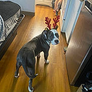 Draco joined the competition — help win amazing prizes! dog, reindeer_antlers, kitchen, wooden_floor, person, tattoo, shorts, stove, refrigerator, bed, blanket, floor, indoor, pet, looking_back, collar, appliance, home, animal, casual