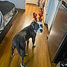 dog, reindeer_antlers, kitchen, wooden_floor, person, tattoo, shorts, stove, refrigerator, bed, blanket, floor, indoor, pet, looking_back, collar, appliance, home, animal, casual