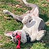 dog, grass, toy, playful, outdoor, pet, animal, sunlight, collar, happy, relaxed, canine, nature, greenery, summer, fun, lying_down, mouth, ears, daytime