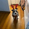 dog, reindeer_antlers, wooden_floor, kitchen, person, tattoo, casual_shoes, indoor, pet, holiday_accessory, flooring, animal, domestic, brown_floor, white_cabinet, legs, decor, cute, festive, antlers
