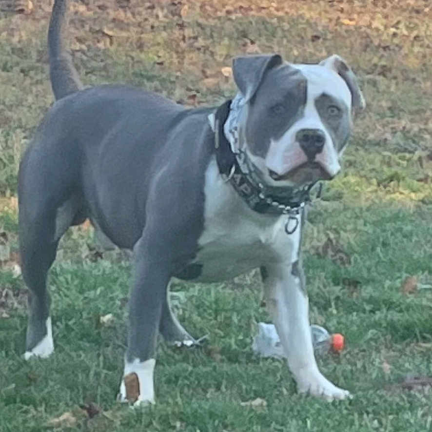 Draco