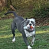 Draco is registered to the contest to win money with this photo: active, animal, brown_patches, collar, daylight, dog, fur, grass, greenery, leash, mouth, nature, outdoor, pet, playful, running, toy, trees, white_paws, yard