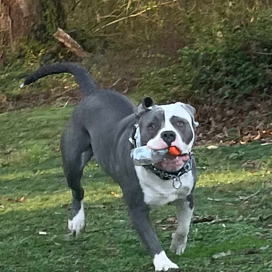 Draco