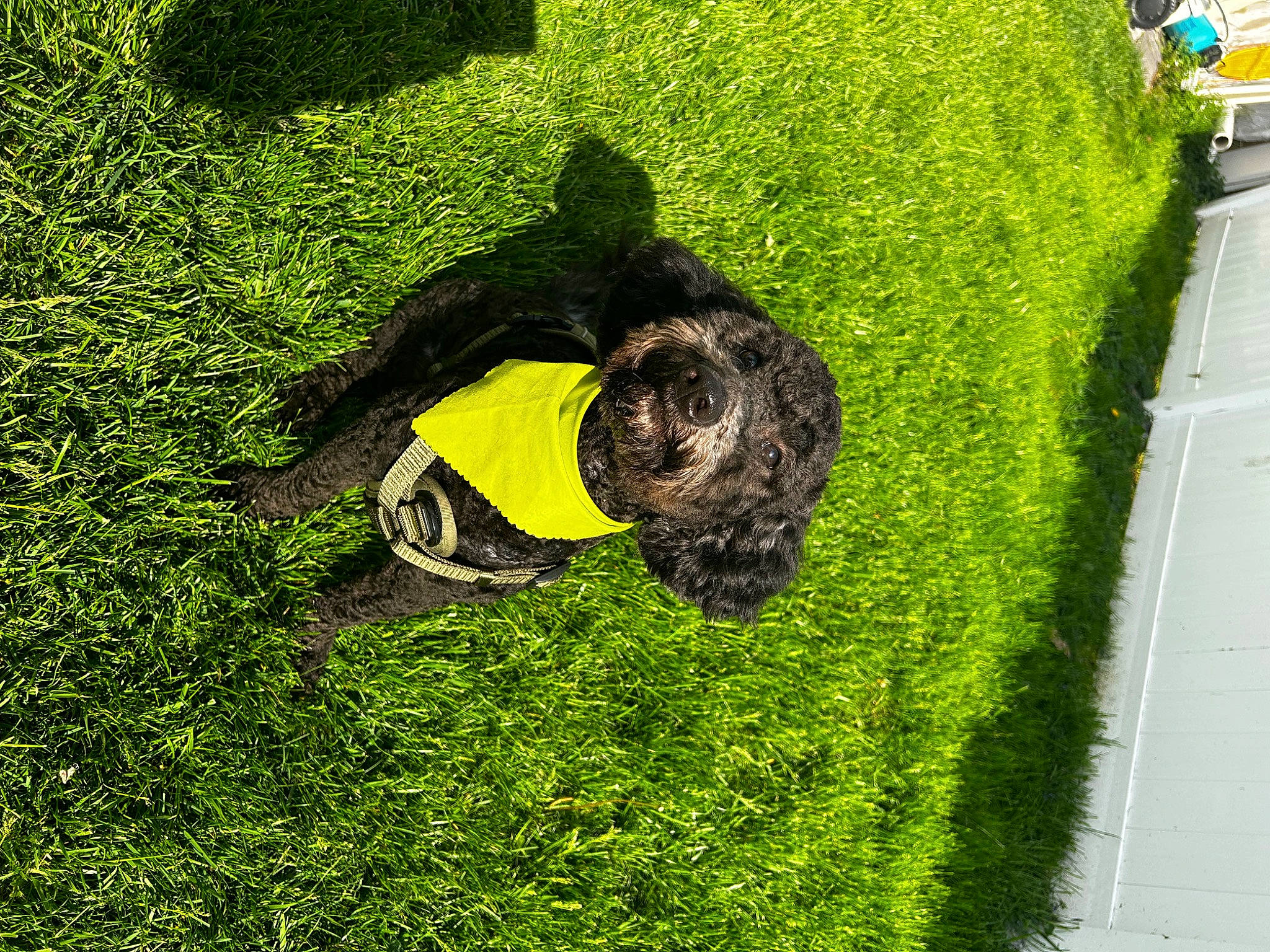 Nico joined the competition — help win amazing prizes! asphalt, flooring, garden, grass, grass_family, grassland, groundcover, hedge, landscape, landscaping, lawn, leisure, people_in_nature, plant, shadow, shrub, soil, sporting_group, tree, vegetation