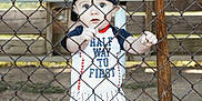 Beckham is registered to the contest to win money with this photo: baby, child, baseball, sports, fence, chain_link_fence, bat, bench, hat, cap, outdoor, dirt, clothing, person, young_child, cute, standing, portrait, daylight, curious