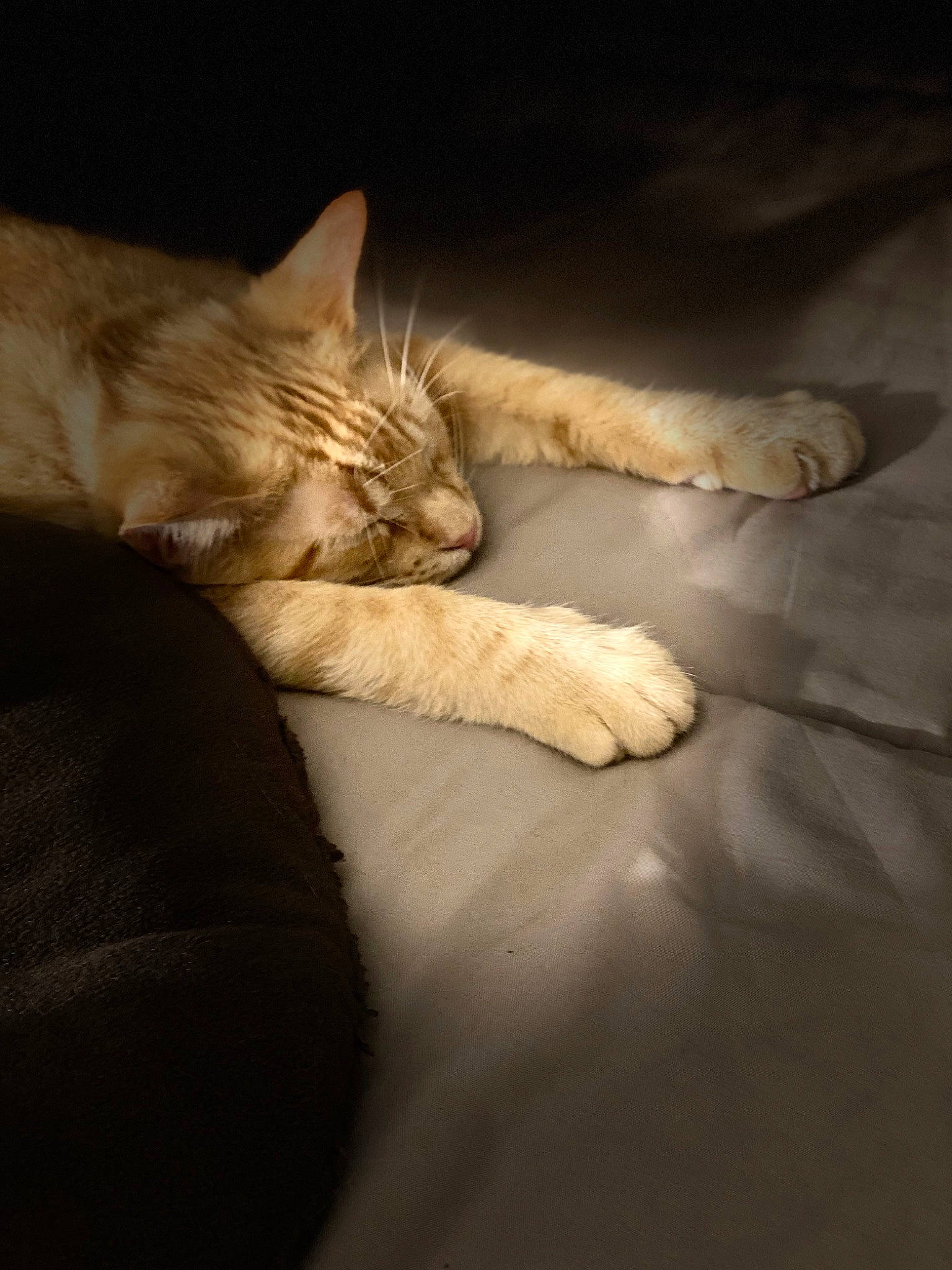 Yams joined the competition — help win amazing prizes! bed, carnivore, cat, claw, comfort, darkness, domestic_short_haired_cat, fawn, felidae, fur, gesture, human_leg, linens, paw, small_to_medium_sized_cats, snout, tail, tints_and_shades, whiskers, wood