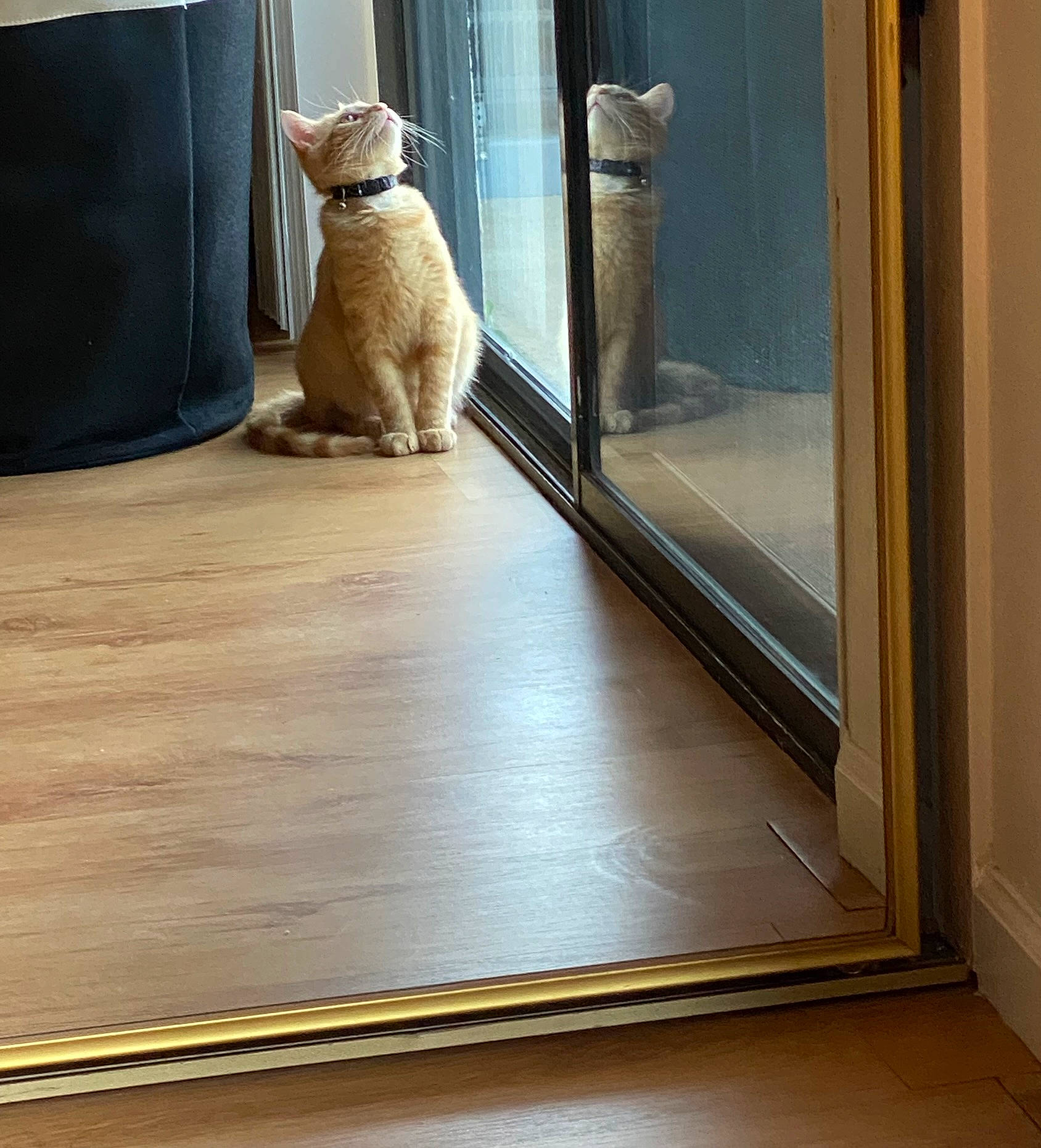 Yams joined the competition — help win amazing prizes! carnivore, companion_dog, dog_breed, fawn, felidae, fixture, floor, flooring, glass, hardwood, interior_design, laminate_flooring, line, plywood, rectangle, small_to_medium_sized_cats, tail, window, wood, wood_stain