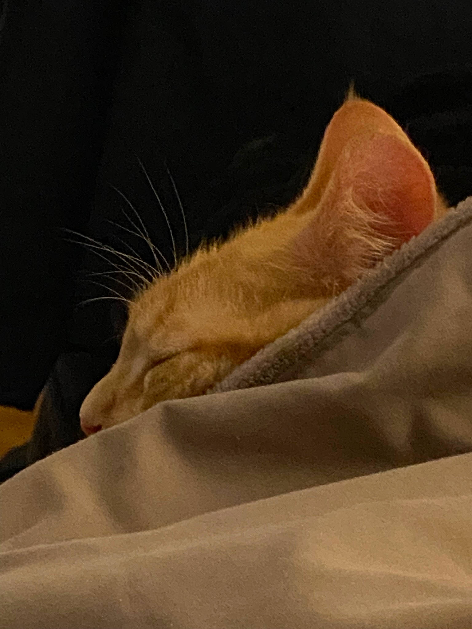 Yams joined the competition — help win amazing prizes! bedding, claw, comfort, fawn, feather, felidae, flooring, foot, fur, human_leg, linens, paw, sand, shadow, small_to_medium_sized_cats, tail, terrestrial_animal, whiskers, wing, wood