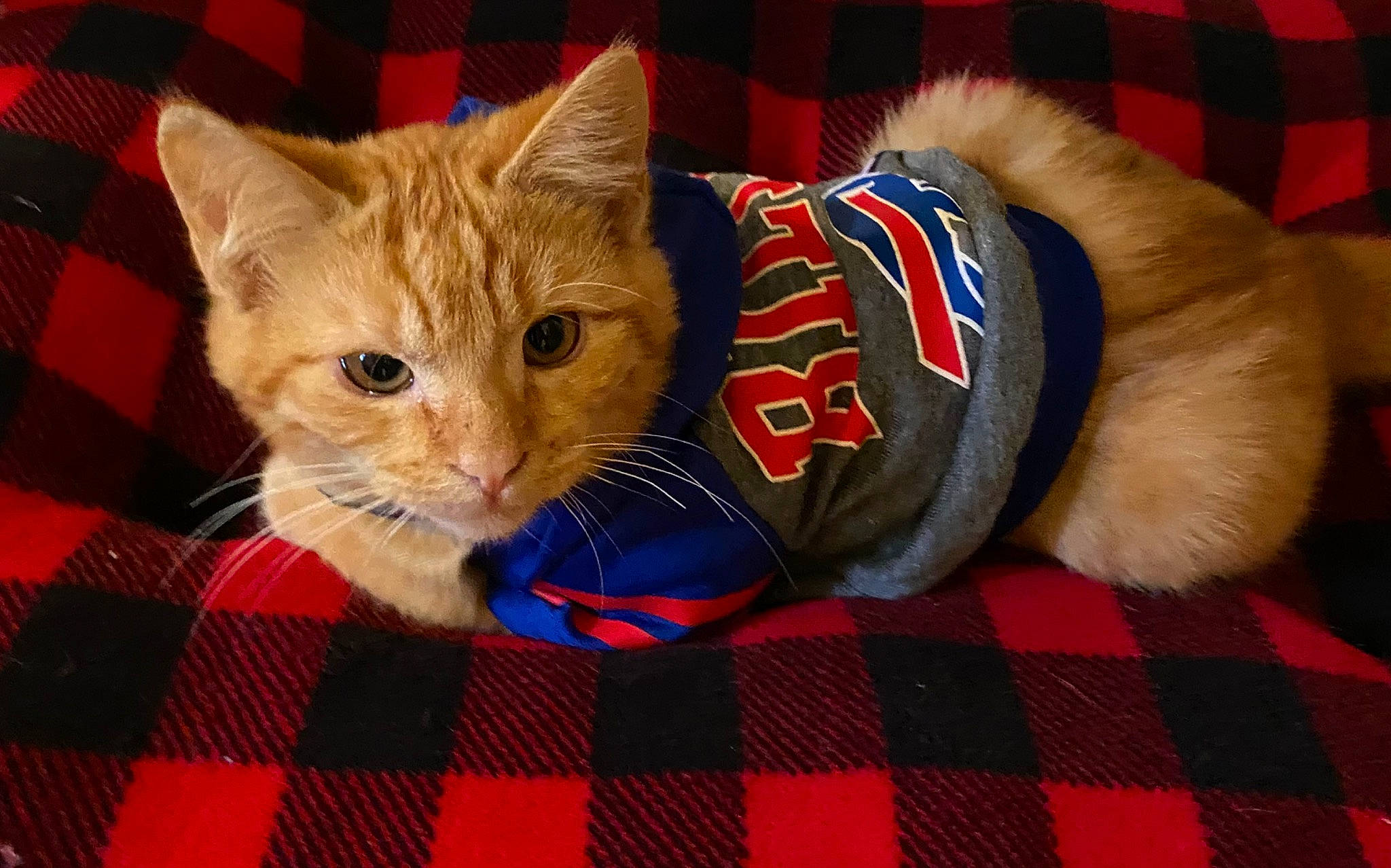 Yams joined the competition — help win amazing prizes! carnivore, cat, cat_supply, claw, domestic_short_haired_cat, electric_blue, fawn, felidae, flooring, fur, pattern, paw, pet_supply, plaid, small_to_medium_sized_cats, snout, tail, tartan, textile, whiskers