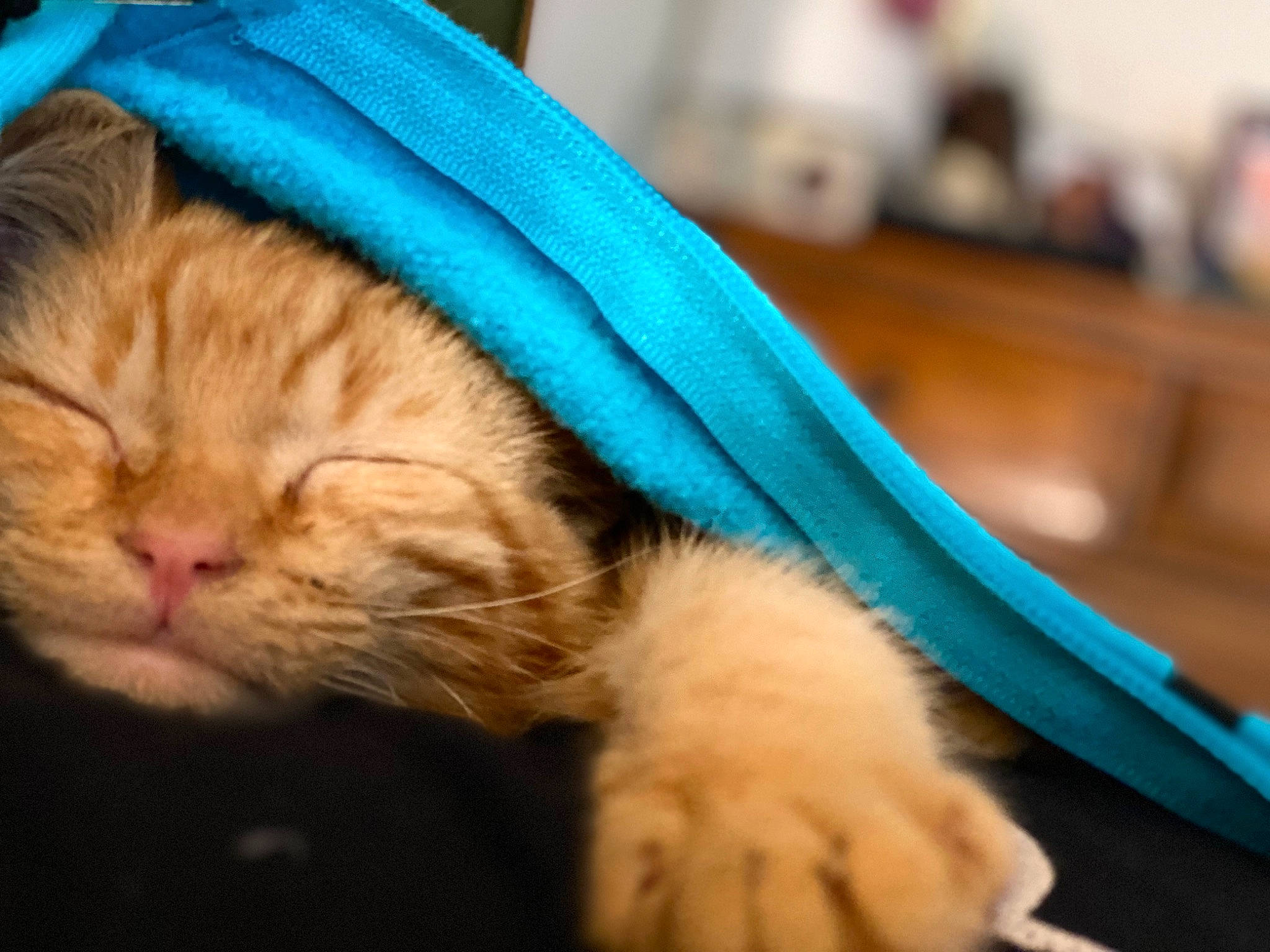 Yams joined the competition — help win amazing prizes! blue, carnivore, cat, claw, comfort, companion_dog, domestic_short_haired_cat, electric_blue, felidae, fur, nap, paw, sitting, small_to_medium_sized_cats, tail, whiskers, wrinkle