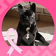 Simba a rejoint le concours — aidez-le/la à gagner de superbes lots ! dog, french_bulldog, pet, black_coat, white_chest_patch, sitting, portrait, indoor, sunlight, tile_floor, shadow, ears, wrinkled_face, serious_expression, closeup, pink_ribbon, decorative_overlay, circular_frame, paws, front_view