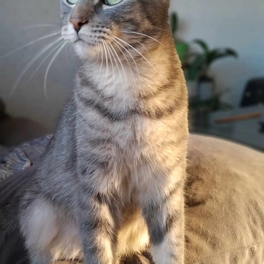 Uckye a rejoint le concours — aidez-le/la à gagner de superbes lots ! animal, blanket, cat, closeup, cozy, curious, domestic, feline, fur, gray_tabby, green_eyes, home, indoor, pet, portrait, relaxed, sitting, soft_light, whiskers, zebra_pattern