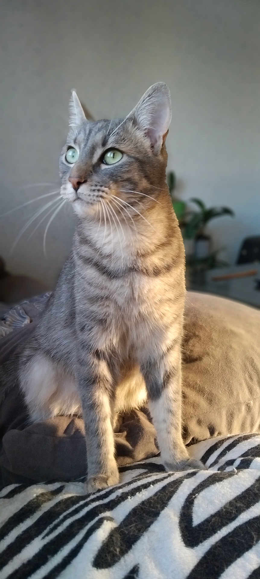 Uckye a rejoint le concours — aidez-le/la à gagner de superbes lots ! cat, gray_tabby, green_eyes, whiskers, sitting, indoor, blanket, zebra_pattern, fur, pet, cozy, portrait, animal, feline, soft_light, closeup, home, relaxed, curious, domestic