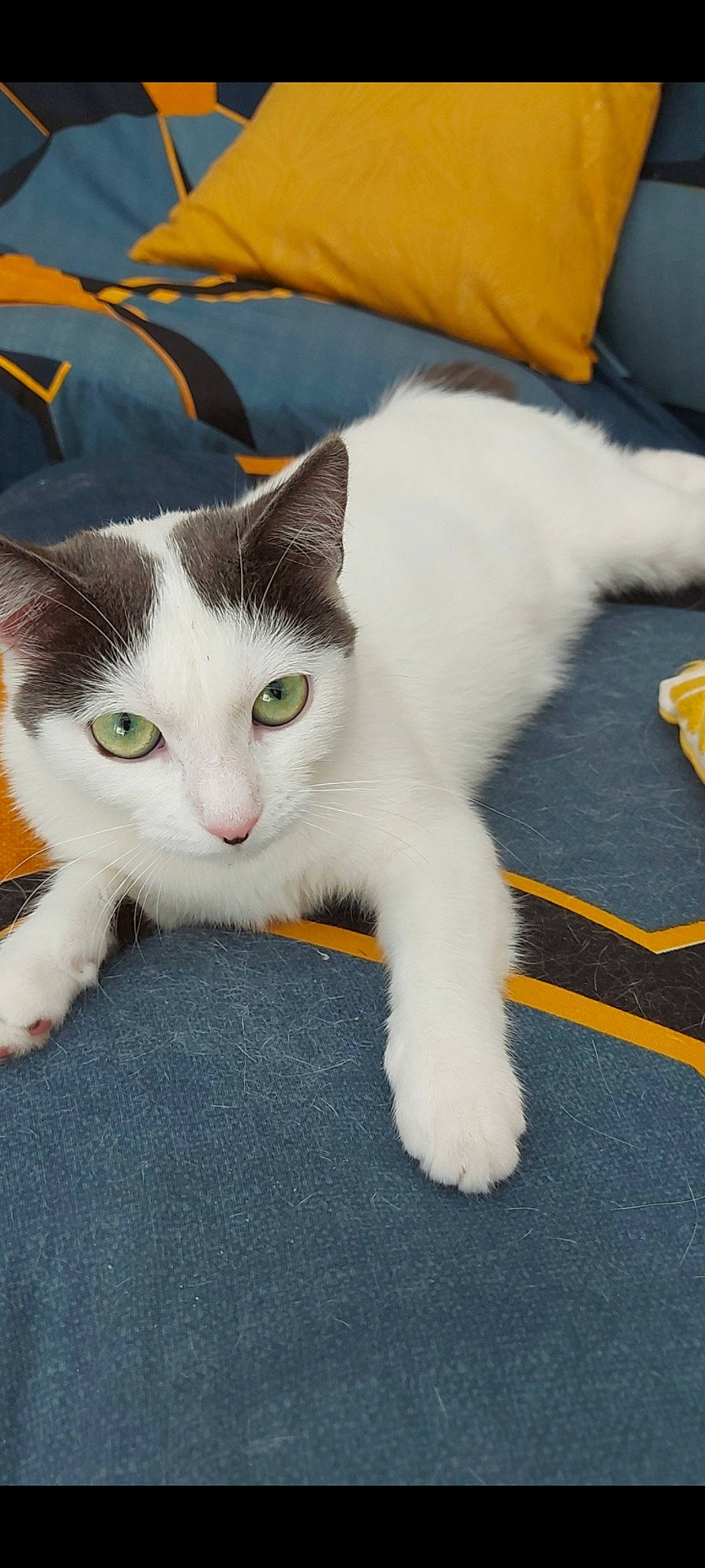 Nuts participe au concours pour gagner de l'argent avec cette photo : carnivore, cat, claw, comfort, domestic_short_haired_cat, felidae, flooring, foot, fur, paw, small_to_medium_sized_cats, snout, tail, whiskers