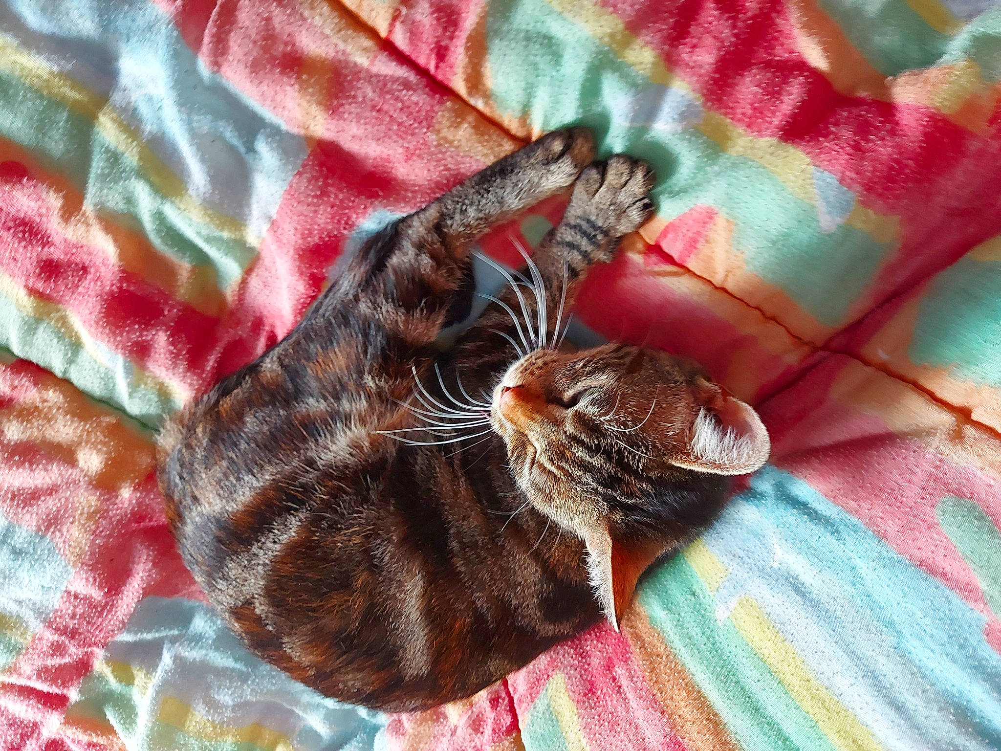 Mylie a rejoint le concours — aidez-le/la à gagner de superbes lots ! arthropod, carnivore, cat, comfort, domestic_short_haired_cat, fashion_accessory, fawn, felidae, fur, insect, linens, pattern, paw, sleeve, small_to_medium_sized_cats, tail, terrestrial_animal, tree, whiskers, woven_fabric