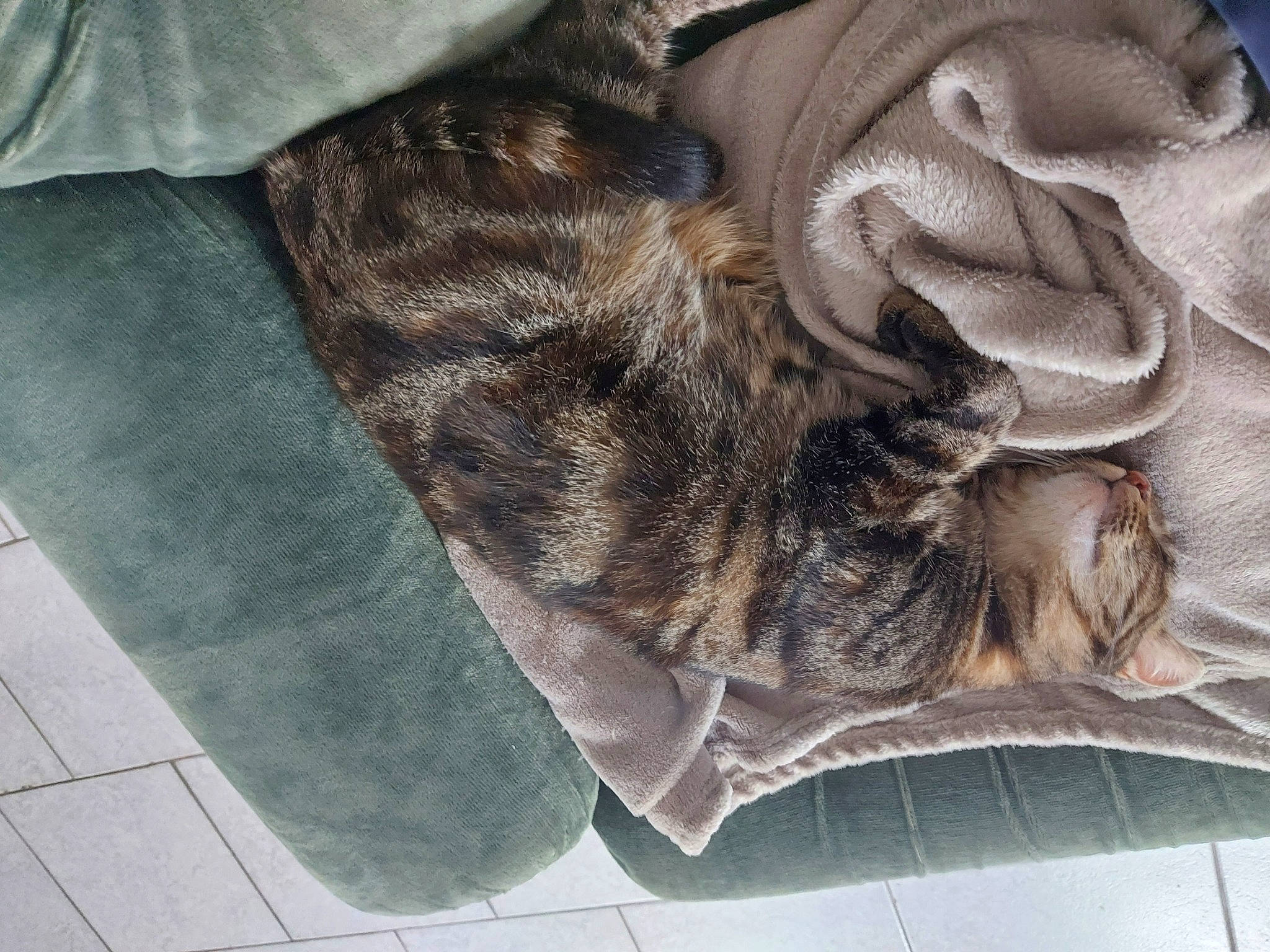 Mylie participe au concours pour gagner de l'argent avec cette photo : canidae, carnivore, cat, claw, comfort, dog_breed, domestic_short_haired_cat, fawn, felidae, fur, grey, linens, liver, pattern, paw, small_to_medium_sized_cats, sporting_group, tail, tile_flooring, whiskers