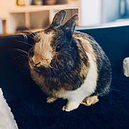 Princesse a rejoint le concours — aidez-le/la à gagner de superbes lots ! domestic_rabbit, fauna, fur, rabbit, rabits_and_hares, snout, whiskers