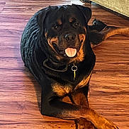 Rocky joined the competition — help win amazing prizes! dog, rottweiler, pet, canine, floor, wooden_floor, indoor, paws, tongue_out, collar, crossed_paws, smiling, friendly, animal, mammal, domestic_animal, resting, brown, black, couch