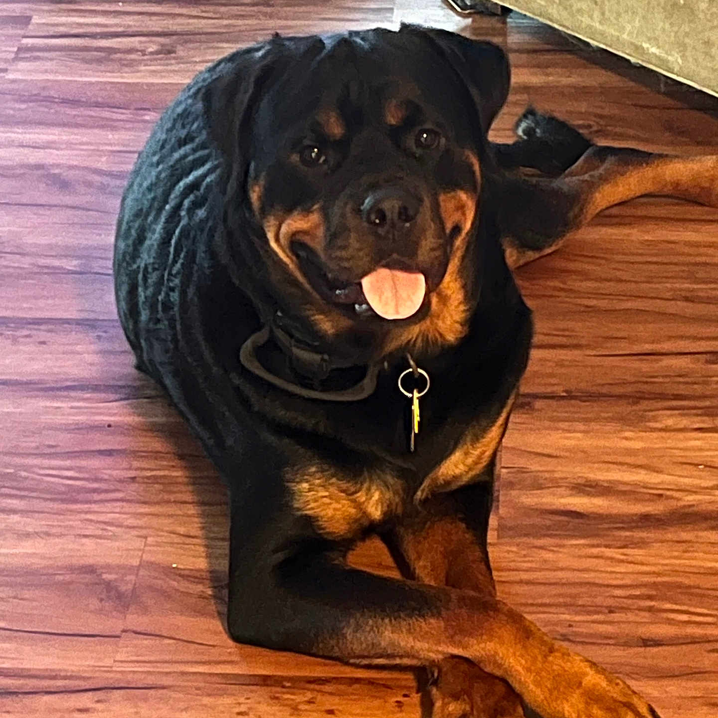Rocky joined the competition — help win amazing prizes! animal, black, brown, canine, collar, couch, crossed_paws, dog, domestic_animal, floor, friendly, indoor, mammal, paws, pet, resting, rottweiler, smiling, tongue_out, wooden_floor