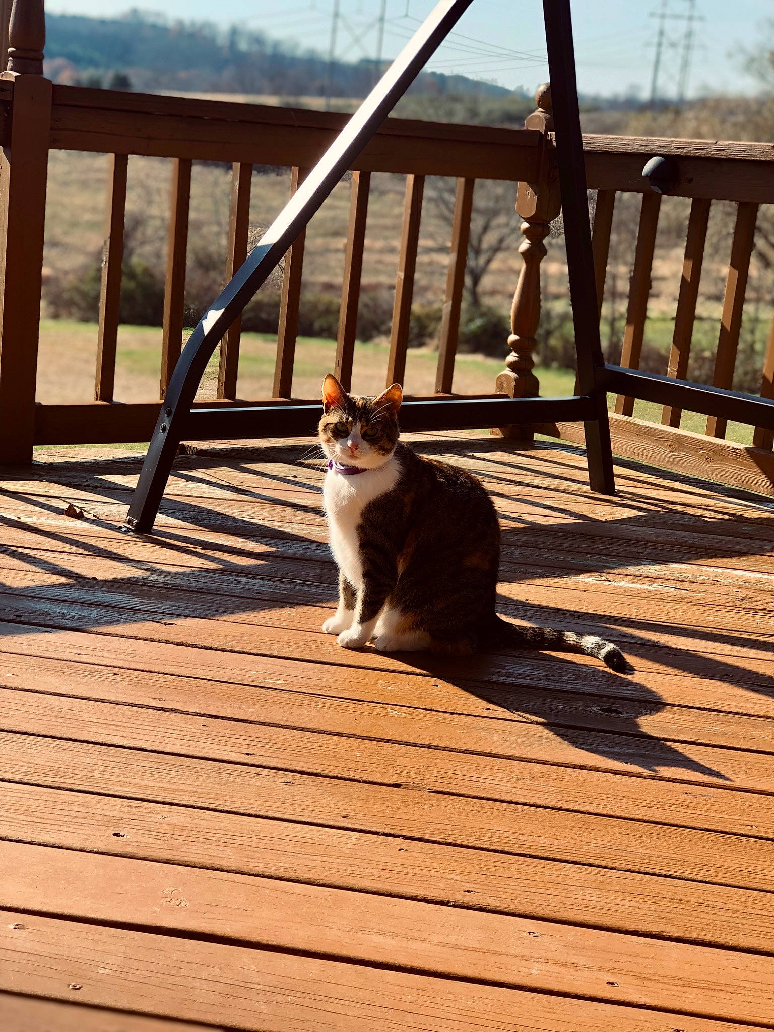 Autumn is registered to the contest to win money with this photo: carnivore, cat, deck, fawn, felidae, fence, flooring, hardwood, outdoor_furniture, plant, roof, shade, sky, small_to_medium_sized_cats, tail, tints_and_shades, tree, walkway, whiskers, wood