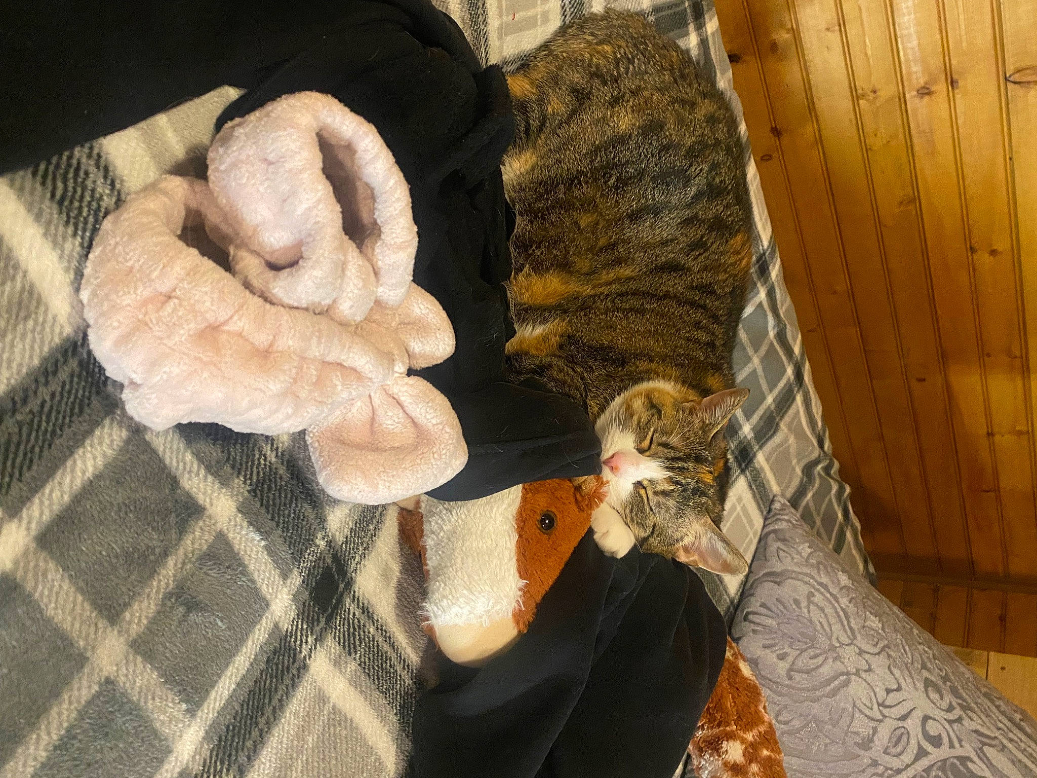 Autumn joined the competition — help win amazing prizes! comfort, dress, felidae, foot, fur, human_leg, knee, python_family, serpent, sitting, small_to_medium_sized_cats, tail, thigh, thread, trunk, visual_arts, wood, wool