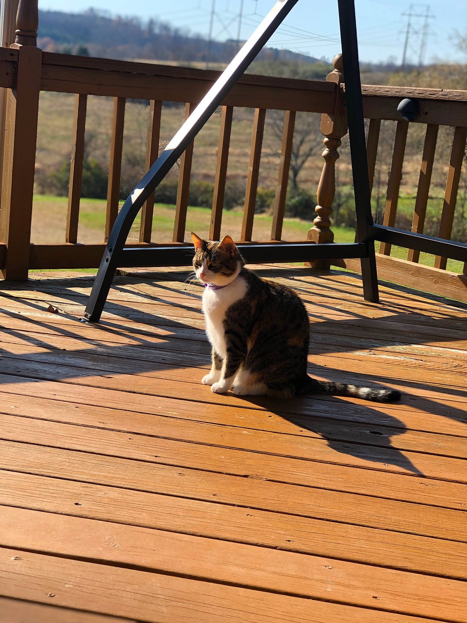 Autumn joined the competition — help win amazing prizes! carnivore, cat, deck, fawn, felidae, fence, flooring, grass, hardwood, outdoor_furniture, plant, porch, shade, sky, small_to_medium_sized_cats, tail, tints_and_shades, tree, whiskers, wood