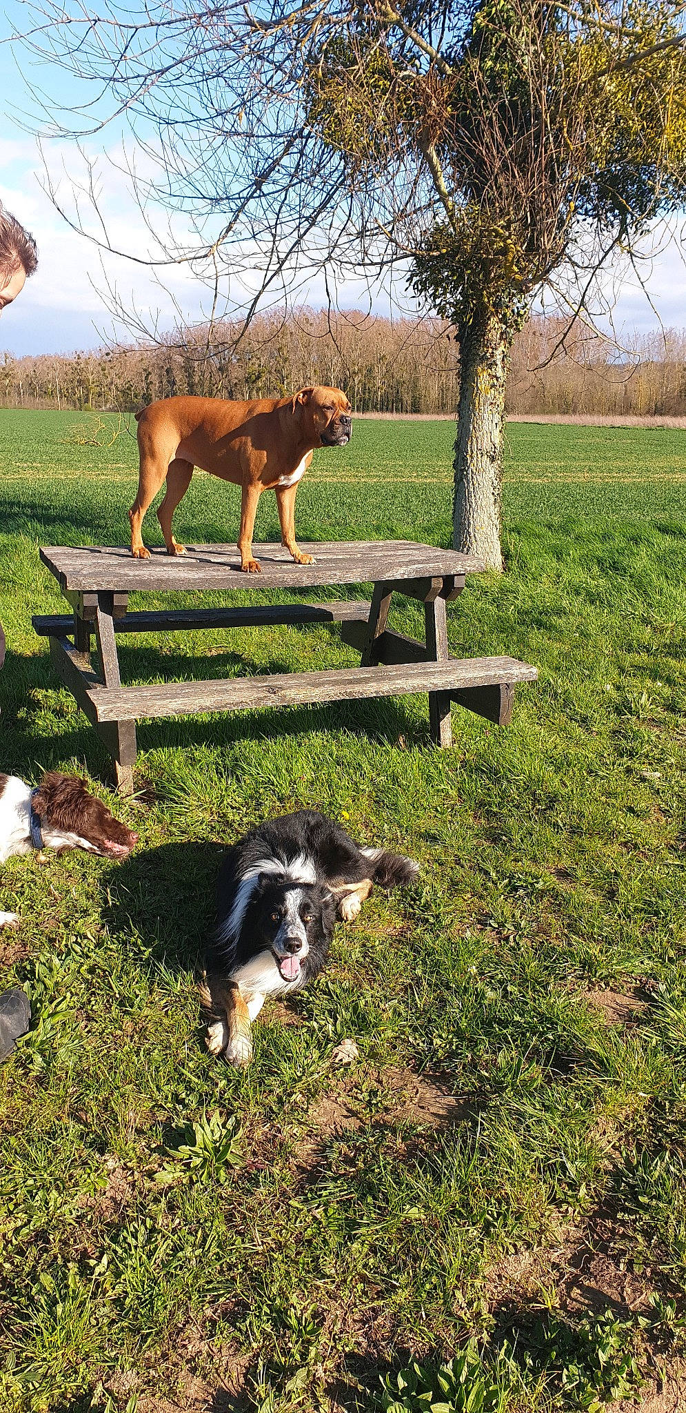 Alica Max a rejoint le concours — aidez-le/la à gagner de superbes lots ! border_collie, canidae, carnivore, dog, dog_breed, english_shepherd, entlebucher_mountain_dog, farm, grass, huntaway, hunting_dog, mammal, pasture, tree