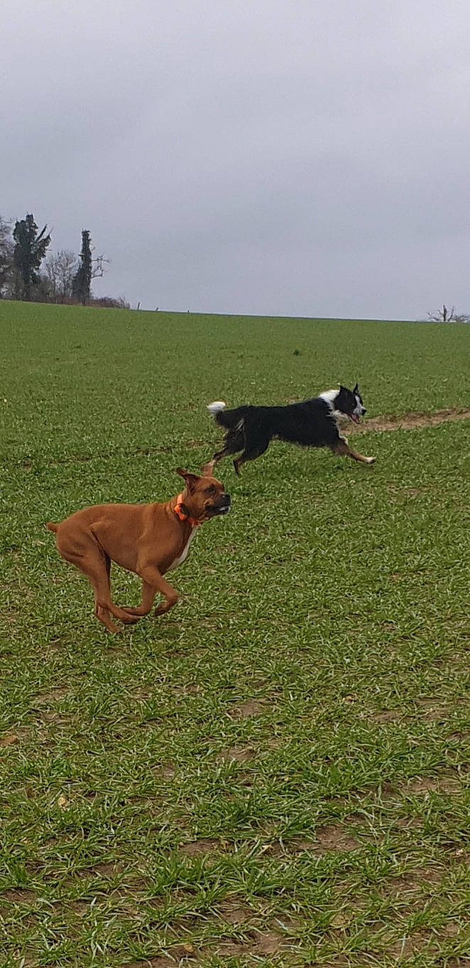 Alica Max participe au concours pour gagner de l'argent avec cette photo : canidae, carnivore, dog, dog_breed, grass, grassland, hunting_dog, mammal, meadow, pasture, sporting_group, vertebrate, working_dog