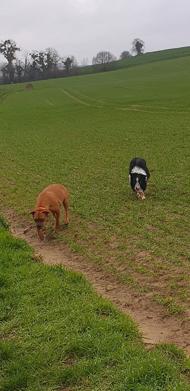 Alica Max participe au concours pour gagner de l'argent avec cette photo : bovine, canidae, farm, field, grass, grassland, grazing, landscape, meadow, pasture, plain, rural_area