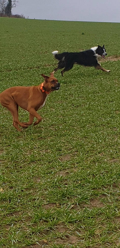 Alica Max participe au concours pour gagner de l'argent avec cette photo : australian_kelpie, boxer, canidae, carnivore, dog, dog_breed, grass, hunting_dog, mammal, sporting_group, vertebrate, working_dog