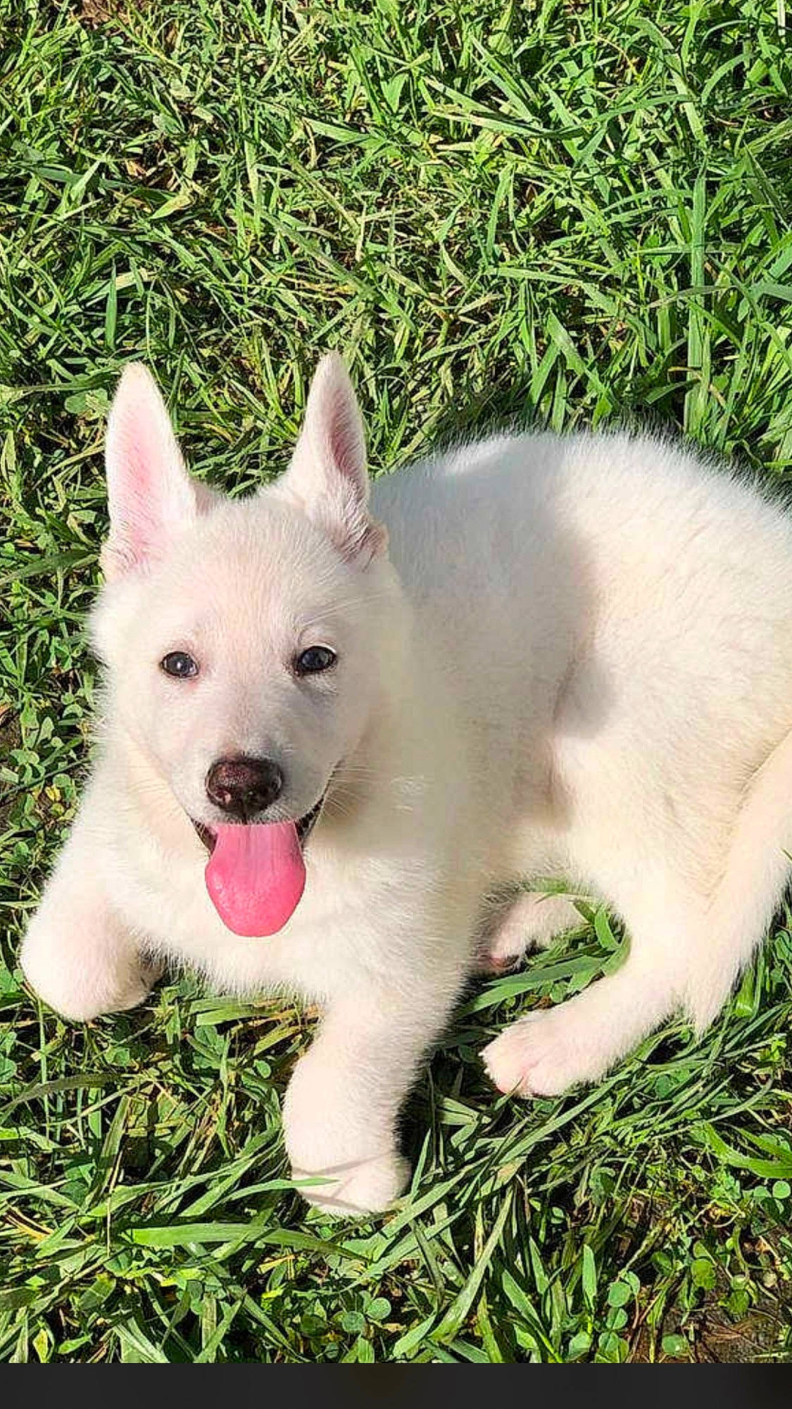 Ruby is registered to the contest to win money with this photo: biting, canidae, carnivore, companion_dog, dog, dog_breed, fang, fawn, foot, grass, jaw, non_sporting_group, plant, snout, sporting_group, tail, terrestrial_animal