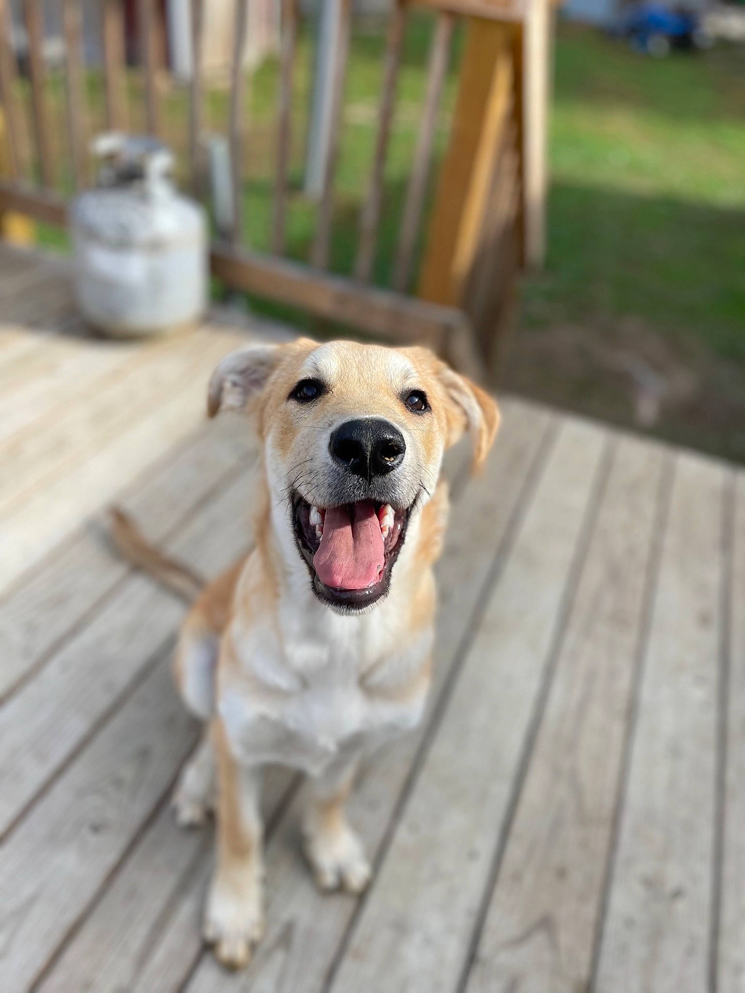 Maxwell joined the competition — help win amazing prizes! carnivore, chair, collar, companion_dog, dog, dog_breed, dog_collar, dog_supply, fawn, flooring, grass, hardwood, pet_supply, plant, retriever, snout, tail, whiskers, wood, working_animal