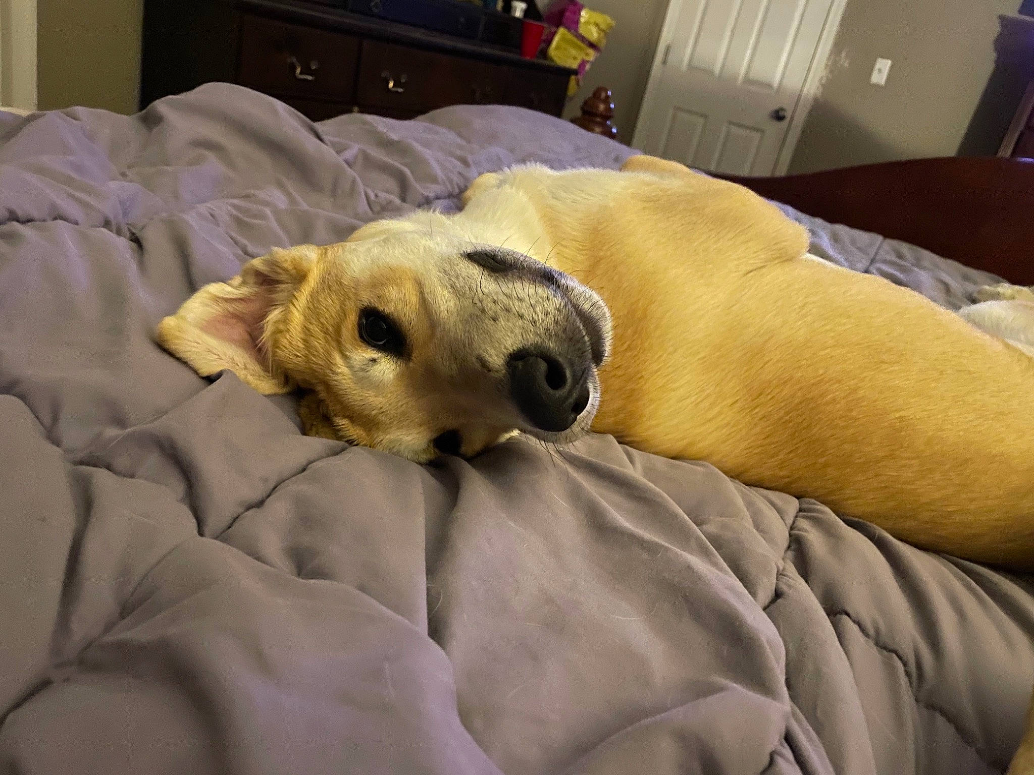 Maxwell joined the competition — help win amazing prizes! bed, cabinetry, canidae, carnivore, chest, chest_of_drawers, comfort, companion_dog, couch, dog, dog_breed, drawer, fawn, linens, room, snout, sporting_group, terrestrial_animal, whiskers, working_animal