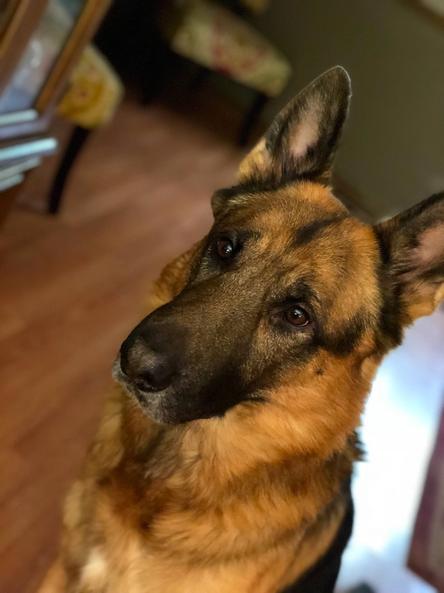 Kotto joined the competition — help win amazing prizes! belgian_shepherd, belgian_shepherd_malinois, canidae, carnivore, dog, dog_breed, ear, east_european_shepherd, fawn, german_shepherd_dog, king_shepherd, kunming_wolfdog, mammal, norwegian_elkhound, old_german_shepherd_dog, rare_breed_dog, shiloh_shepherd_dog, snout, vertebrate, working_dog