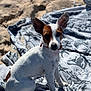 dog, canine, small_dog, beach, sand, towel, leash, collar, white_fur, brown_patch, ears, paws, sitting, portrait, sunlight, shadow, closeup, outdoor, blanket_pattern, cute