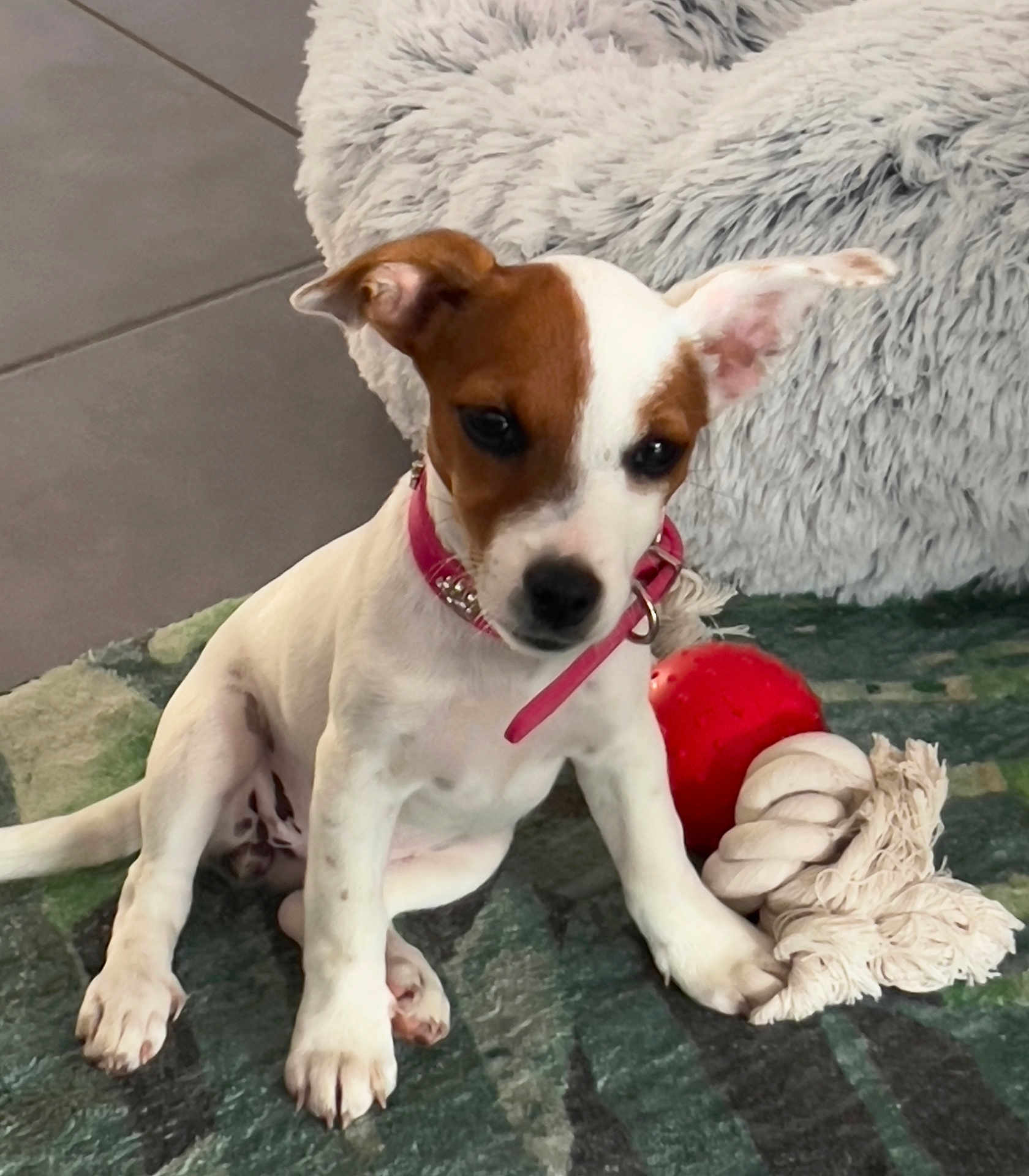 Vanille a rejoint le concours — aidez-le/la à gagner de superbes lots ! dog, puppy, pet, jack_russell_style, brown_and_white, collar, pink_collar, toy_ball, rope_toy, paw, ear, indoor, rug, blanket, bed, sitting, cute, portrait, floor_tile, playful