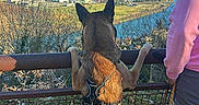 Tyson participe au concours pour gagner de l'argent avec cette photo : autumn, belgian_malinois, blue_sky, dog, harness, lake, landscape, leash, mountains, nature, outdoor, person, railing, scenic, standing, sunlight, travel, valley, viewpoint, village