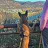 autumn, belgian_malinois, blue_sky, dog, harness, lake, landscape, leash, mountains, nature, outdoor, person, railing, scenic, standing, sunlight, travel, valley, viewpoint, village