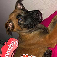 Tyson participe au concours pour gagner de l'argent avec cette photo : animal, belgian_malinois, black_mask, brown_fur, camera_overlay, close_up, dog, french_text, indoors, lying_down, paw_print, pet, pink_background, pink_harness, playful, portrait, puppy, recording_indicator, sitting, text_overlay
