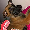 animal, belgian_malinois, black_mask, brown_fur, camera_overlay, close_up, dog, french_text, indoors, lying_down, paw_print, pet, pink_background, pink_harness, playful, portrait, puppy, recording_indicator, sitting, text_overlay