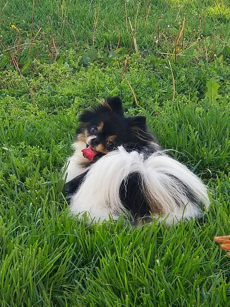 Panda joined the competition — help win amazing prizes! canidae, carnivore, collar, companion_dog, dog, dog_breed, dog_collar, dog_supply, grass, grassland, liver, papillon, pet_supply, plant, recreation, sporting_group, tail, terrier, toy_dog, working_animal