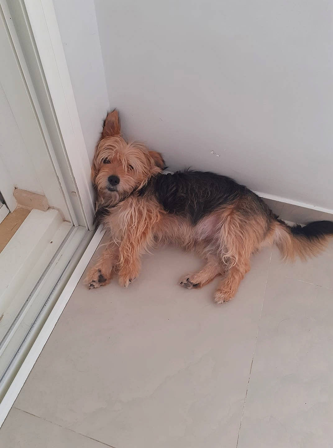 Pitt participe au concours pour gagner de l'argent avec cette photo : brown, canidae, carnivore, companion_dog, dog, dog_breed, fawn, floor, fur, liver, molding, paw, small_terrier, snout, sporting_group, tail, terrier, vertebrate, water_dog, working_animal