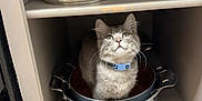 Winnie is registered to the contest to win money with this photo: cat, kitten, pot, cabinet, shelf, cookware, pan, stainless_steel, kitchen, curious, whiskers, collar, indoor, domestic, pet, sitting, looking_up, reflection, cupboard, gray_fur