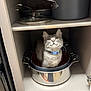 cat, kitten, pot, cabinet, shelf, cookware, pan, stainless_steel, kitchen, curious, whiskers, collar, indoor, domestic, pet, sitting, looking_up, reflection, cupboard, gray_fur