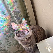 Winnie joined the competition — help win amazing prizes! cat, feline, pet, tabby, whiskers, yellow_eyes, prism_rainbow, curtain, floral_curtain, indoor, cozy, looking_up, fur, portrait, reflection, windowsill, wall, tile_floor, curiosity, long_hair