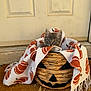 kitten, cat, wicker_basket, blanket, pumpkin_pattern, jack_o_lantern, door, doormat, porch, autumn, fall_decor, pet, fur, whiskers, eyes, cute, cozy, sitting, holiday_decor, home