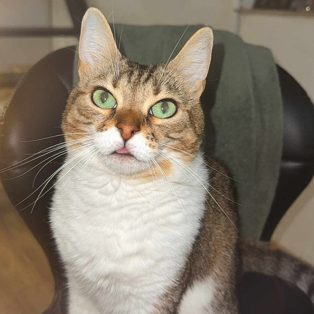 Mimi participe au concours pour gagner de l'argent avec cette photo : abyssinian, animal, architecture, armchair, building, cat, chair, couch, cushion, furniture, homedecor, indoors, kitten, livingroom, manx, pet, room, siamese